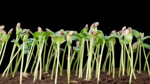 Time Lapse of Growth Melon Plants 스톡 동영상 334061461