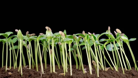 Time Lapse of Growth Melon Plants Stockbeeldmateriaal 335150307