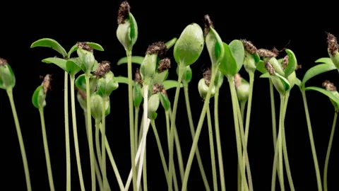 Time Lapse of Growth Melon Plants Video stock 347597559