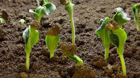 Time-lapse of the growth process of green plants Stock Footage 161533581