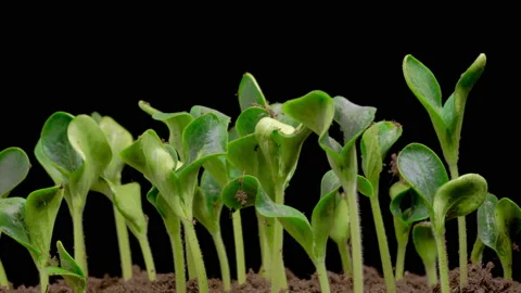 Time Lapse of Growth Pumpkin Plants Stock Footage 219633761