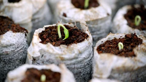 Time Lapse Growth Sprouting and Germination of Newborn Plants Food Production Video stock 302663696