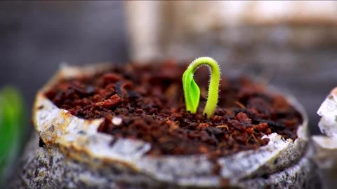 Time Lapse Growth Sprouting and Germination of Newborn Plants Food Production Stock Footage 327127125