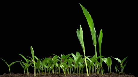 Time Lapse of Growth Sweet Bell Peppers Plants Видео 165456009
