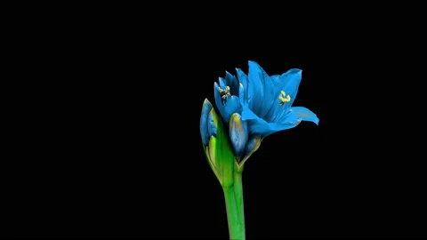 Time lapse of growth of white hyperastrum buds on black background Stock Footage 167302899