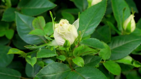 Time Lapse of Growth White Rose Flower Vidéo 120091547