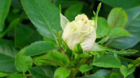 Time Lapse of Growth White Rose Flower Stockbeeldmateriaal 120567713