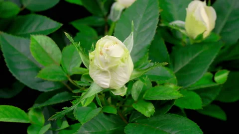 Time Lapse of Growth White Rose Flower Video stock 121000957