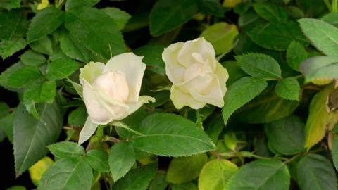 Time Lapse of Growth White Rose Flower Vídeos de archivo 121968205