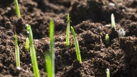 Time Lapse Hard Red Winter Wheat Growing In Farmers Field Stock Footage 175010199