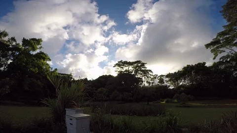Time lapse of Hawaiian bees returning home during a cloudy sunset Stock Footage 94918247