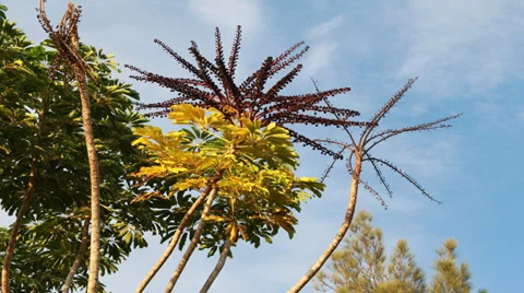 TIME LAPSE HAWAIIN TREE Stock Footage 32865144