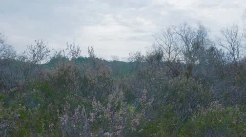 Time Lapse Of Heathland 動画素材 63224315