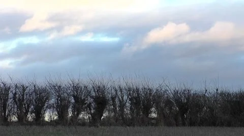 Time Lapse of hedgerow and rain clouds move past Stock Footage 44780331