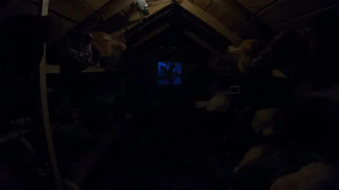 Time lapse of Hens waking up and leaving chickens coop - From Night to Morning Stock Footage 279681225