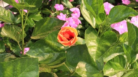 Time lapse of a Hibiscus flower Stock Footage 114893123