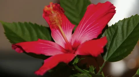 Time Lapse: Hibiscus Flower Withering Stock Footage 12289464