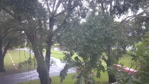 Time lapse high view trees in storm during hurricane tropical with rain. Stock Footage 249401208