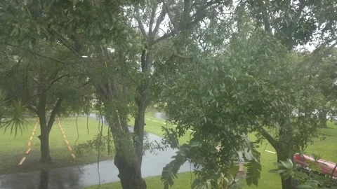 Time lapse high view trees in storm during hurricane tropical with rain. Stock Footage 249401238