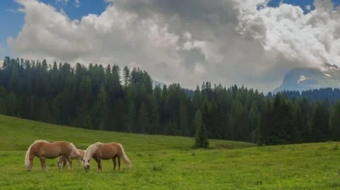 Time lapse of horses grazing with mountains and rolling clouds in the BG. Stock Footage 68306022