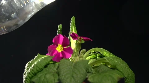 Time-lapse of house plant reviving after irrigation water. Video stock 61197553