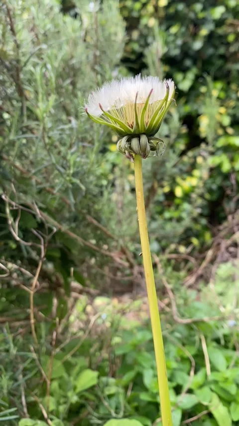 Time lapse how how a dandelion blooms and turns into a fluffy dandelion Stock Footage 276831447