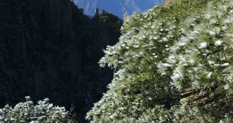 Time lapse of Huangshan pine tree after snow Stock Footage 125434597