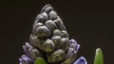 Time lapse of hyacinth bloom. Stock-Footage 104965125