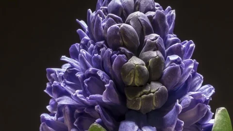 Time lapse of hyacinth bloom. Stock Footage 105160497