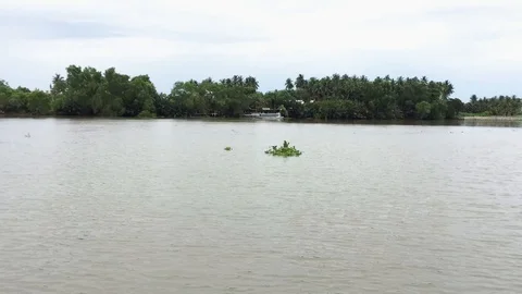 Time lapse - Hyacinth floating in the river. Stock Footage 104582187