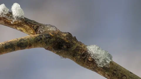 Time lapse of ice melting from branch Video stock 165826385