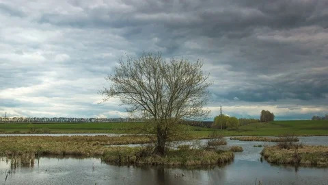 Time lapse of iconic tree at river in sunset Stock Footage 74343487