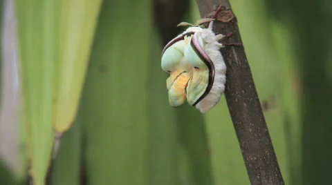 Time lapse of Indian Moon Moth expanding wings Stock Footage 859102