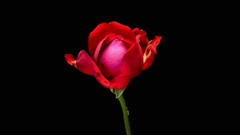 Time Lapse of an "Ingrid Bergman" Tea Rose Blooming and Wilting Video stock 209119886