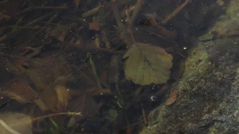 Time-lapse of insects and debris moving in water with the surface frozen. Stock Footage 99350529