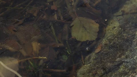 Time-lapse of insects and debris moving in water with the surface frozen. Stock Footage 99350679