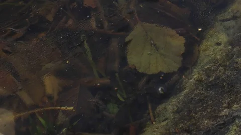 Time-lapse of insects and debris moving in water with the surface frozen. Stock Footage 99350816