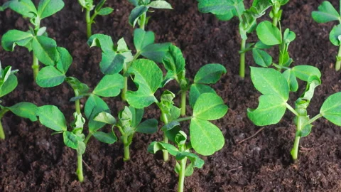 Time Lapse of Insects Destroy Green Peas Beans Plants Stock Footage 303907808