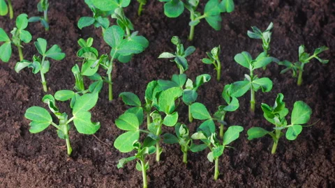 Time Lapse of Insects Destroy Green Peas Beans Plants Stock Footage 304978500