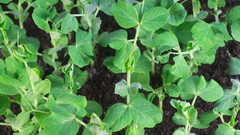 Time Lapse of Insects Destroy Green Peas Beans Plants Stock Footage 306154576