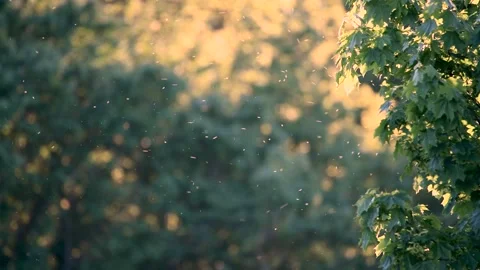 Time lapse of insects swarming next to a maple tree, with copy space Stock Footage 130850001