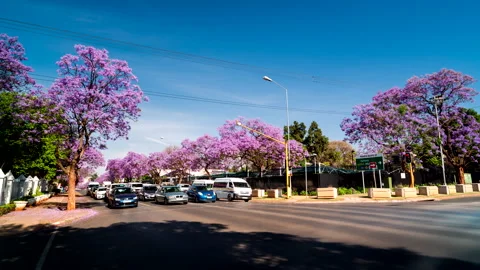 Time lapse of an intersection on streets lined with jacaranda trees in Pretoria Stock Footage 163076094