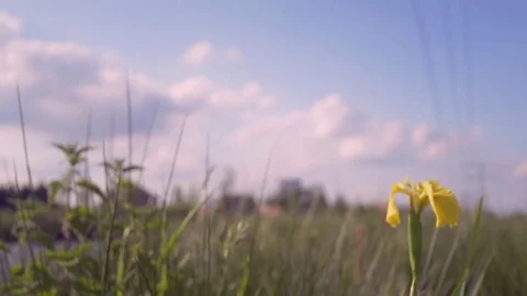 Time lapse, Iris, clouds Video stock 75825049