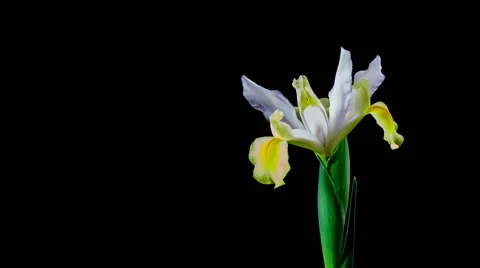 Time Lapse - Iris Flower Blooming Stock Footage 48106074