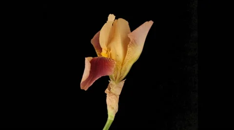 Time-Lapse of Iris Flower Blooming 스톡 동영상 64802631