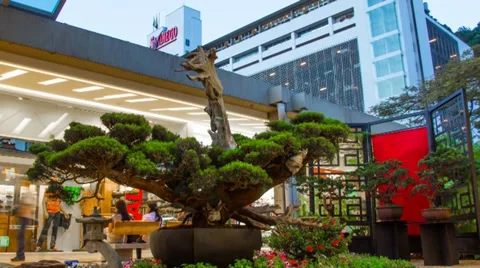 TIME LAPSE: JAPANESE BONSAI Stock Footage 34280285