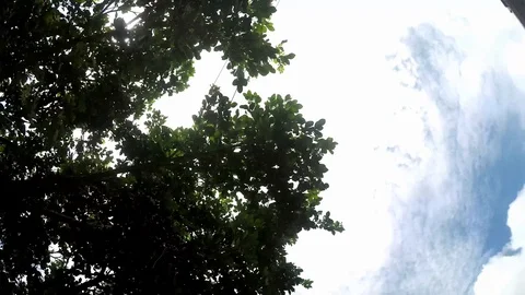 Time Lapse - Jasmine Tree Stock Footage 102739408