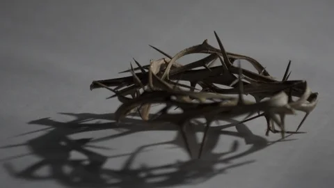 Time lapse of the Jesus Crown of thorns as light shifts Stock Footage 86082471