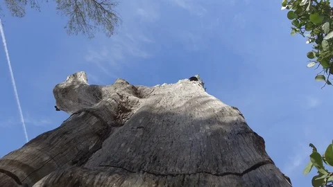 Time lapse jet trail beach drift wood and blue sky Stock Footage 85825346