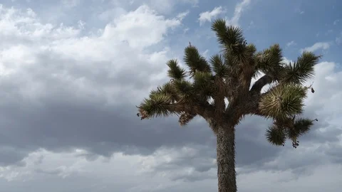 Time Lapse of Joshua Tree with clouds and sky. Stock Footage 95876206